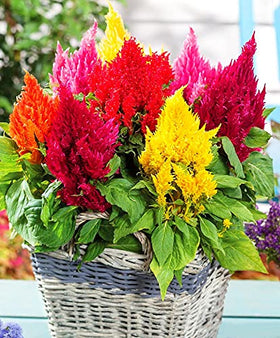Graffiti GRDN Celosia Plumosa Mix blooms in red, pink, yellow, and orange for bright containers.