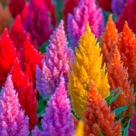 Graffiti GRDN Celosia Plumosa Mix seeds pack for vibrant garden color.