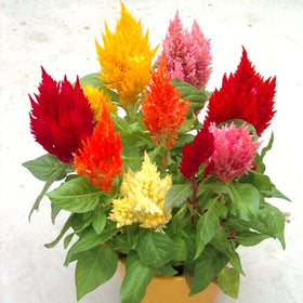 Graffiti GRDN Celosia Plumosa Mix enhances borders, rock gardens, and sunny planters.