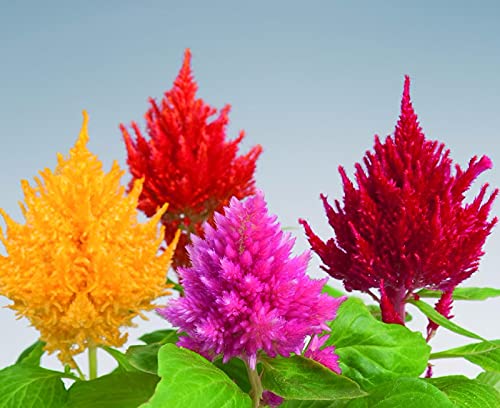 Graffiti GRDN Celosia Plumosa Mix plants reach 20-30 inches for height in borders.