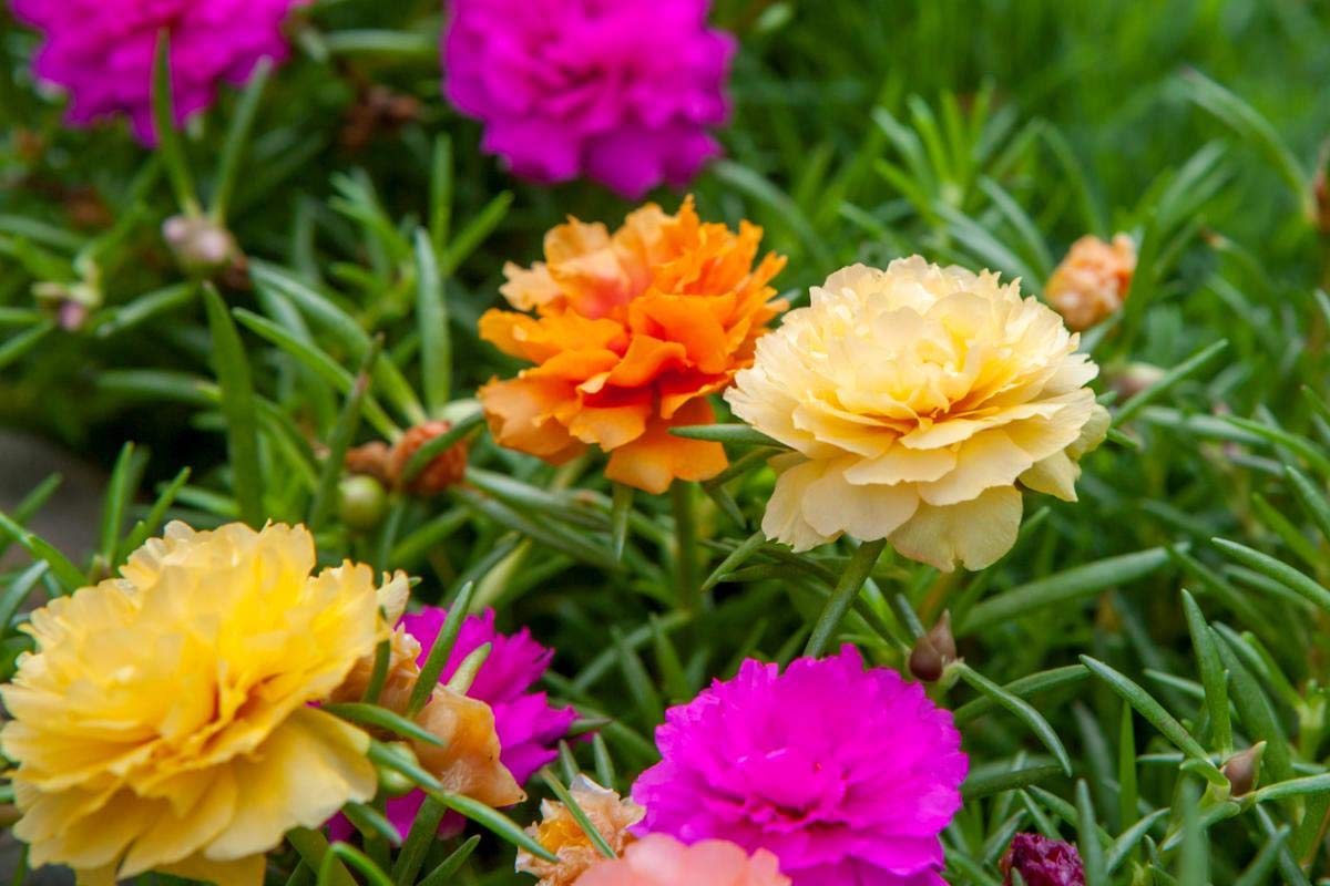 Graffiti GRDN colorful purslane patch — eye-catching ground cover with resilient blooms.