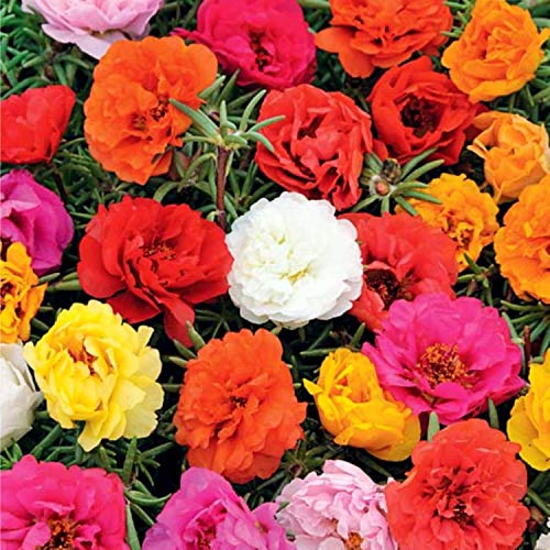 Graffiti GRDN compact annual purslane plant — perfect for containers and small gardens.
