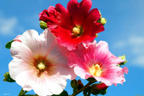 Graffiti GRDN drought-resistant hollyhocks thrive in sunny, well-drained soil.