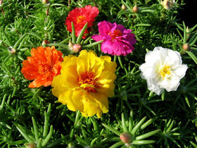 Graffiti GRDN drought-tolerant succulent leaves — water-smart foliage for dry climates.