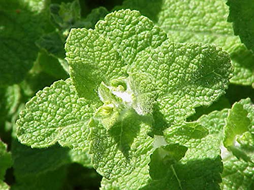 Graffiti GRDN easy grow mint supports vibrant herb collections.
