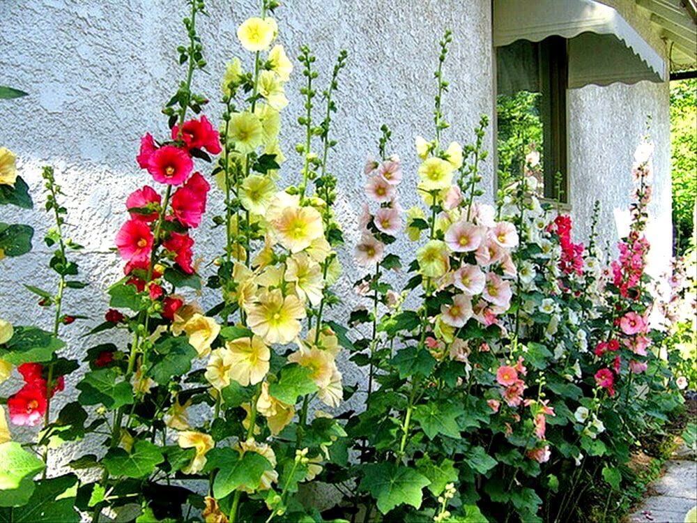 Graffiti GRDN frost-tolerant hollyhocks endure to -14°F.