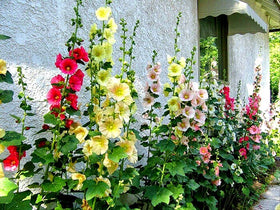 Graffiti GRDN frost-tolerant hollyhocks endure to -14°F.