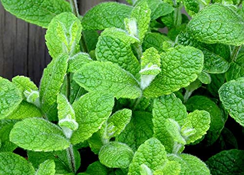 Graffiti GRDN apple mint aroma enhances kitchen garden experiences.