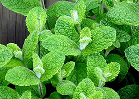 Graffiti GRDN apple mint aroma enhances kitchen garden experiences.