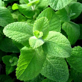 Graffiti GRDN garden ready mint suitable for meat and fish dishes.
