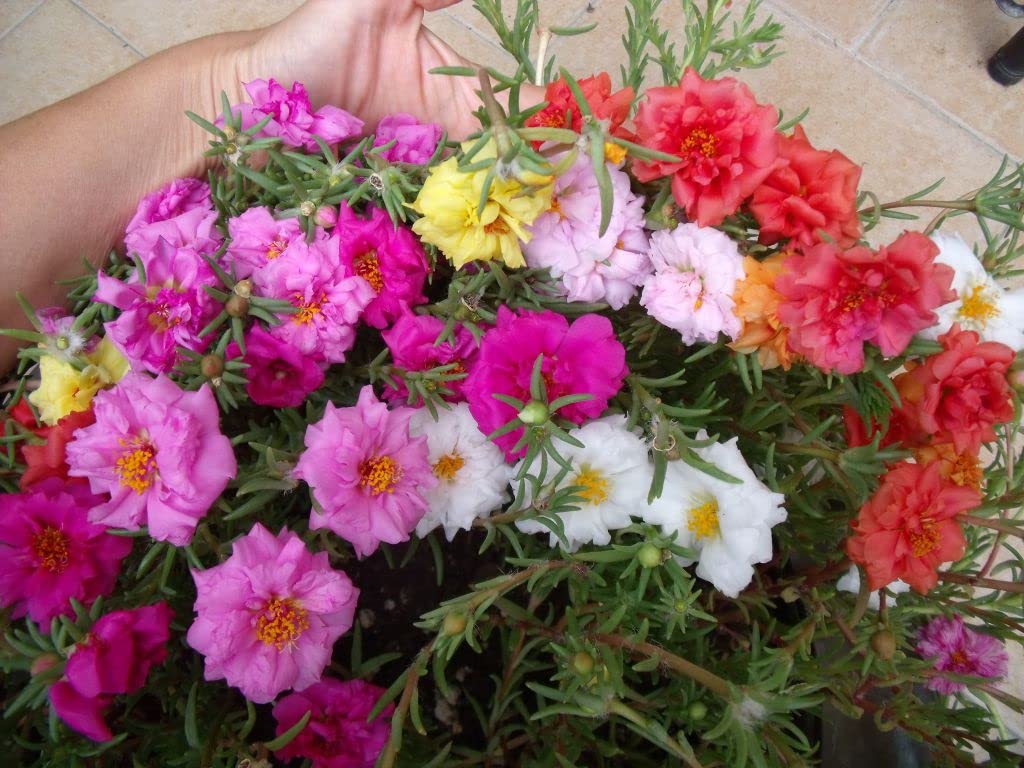 Graffiti GRDN gift seed packaging — thoughtful seed gift for garden lovers.