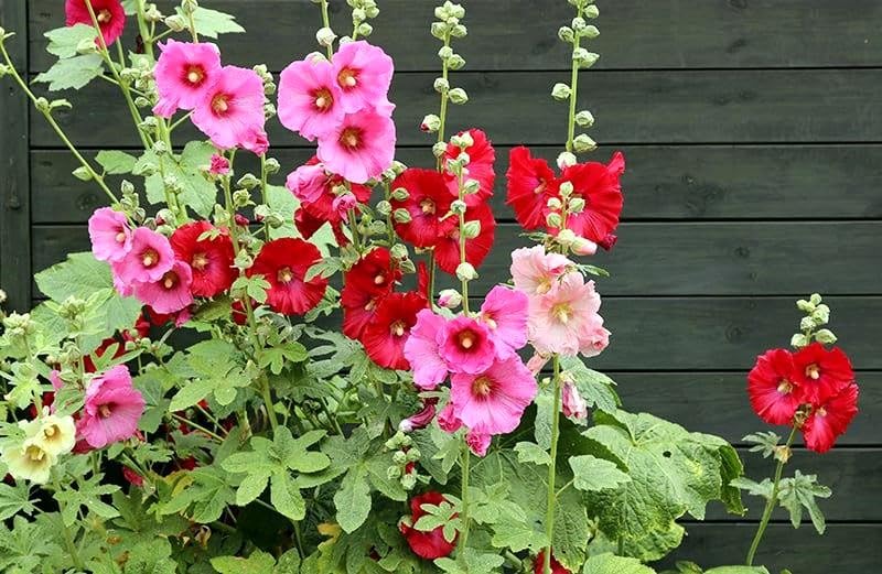 Graffiti GRDN hollyhock mix blooms July–September in year two for color.