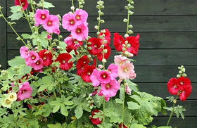 Graffiti GRDN hollyhock mix blooms July–September in year two for color.