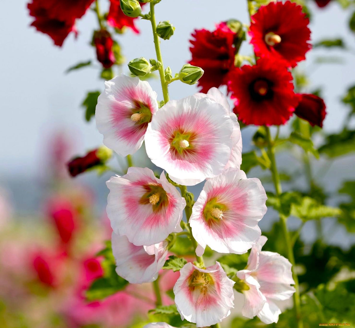 Graffiti GRDN hollyhocks grow tall up to 6 feet, creating vertical garden interest.
