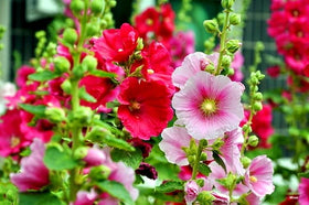 Graffiti GRDN hollyhock seeds provide a simple planting start.