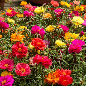 Graffiti GRDN indoor window garden setup — bring color indoors year-round.