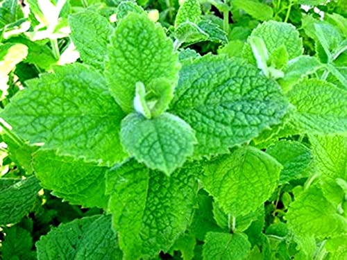Graffiti GRDN mentha rotundifolia leaves closeup with fruity aroma.