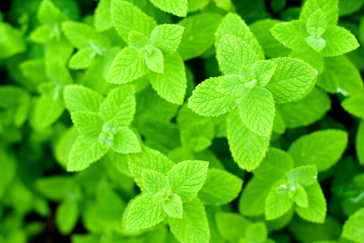 Graffiti GRDN perennial mint grows 15-24 inches for borders.