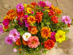 Graffiti GRDN portulaca grandiflora bloom closeup — vivid petals add color to borders.