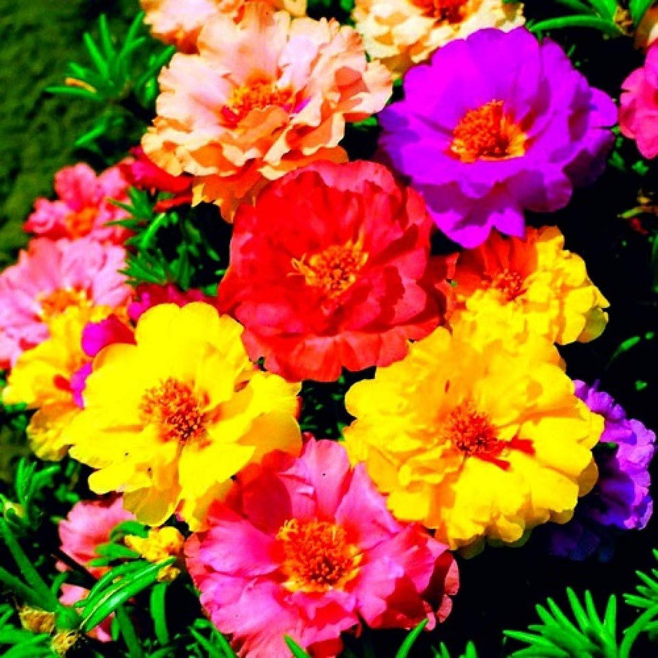 Graffiti GRDN purslane double-flower mix seeds — vibrant colors for sunny, drought-tolerant beds.