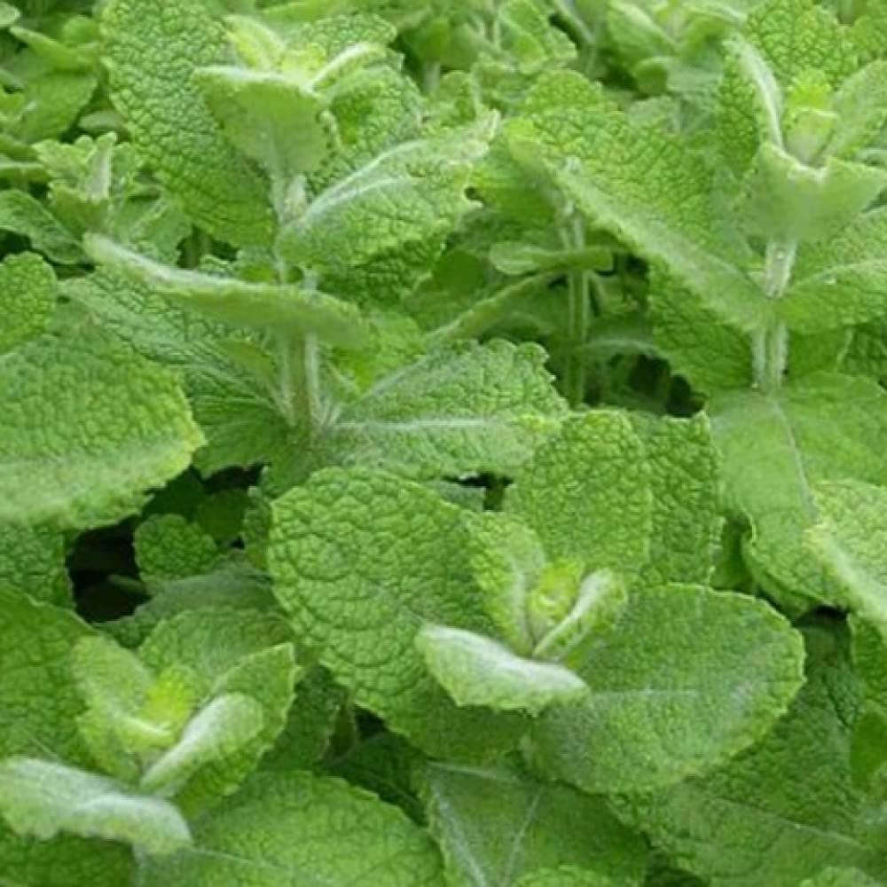 Graffiti GRDN germination friendly seeds thrive in rich moist soil.