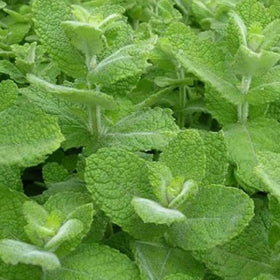Graffiti GRDN germination friendly seeds thrive in rich moist soil.