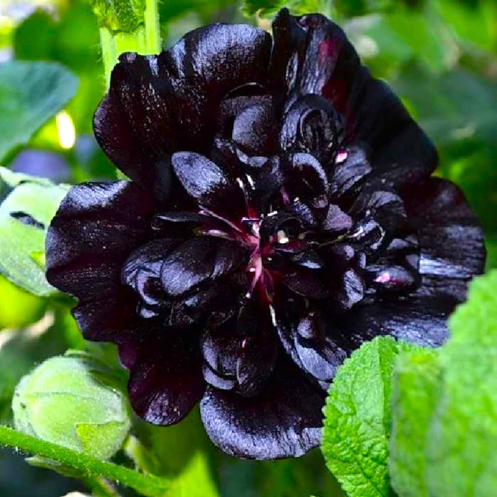 Graffiti GRDN Seeds Black Hollyhock 2nd-year bloom enhances a perennial garden year after year.