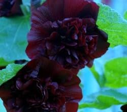 Graffiti GRDN Seeds Black Hollyhock germination process illustration suggests soaking improves emergence.
