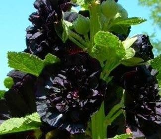 Graffiti GRDN Seeds Black Hollyhock packaging image shows clear sowing guidance for success.