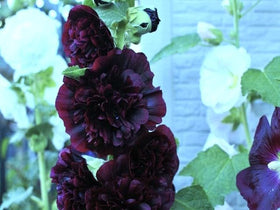 Graffiti GRDN Seeds Black Hollyhock planting directions chart assists beginners with spacing.