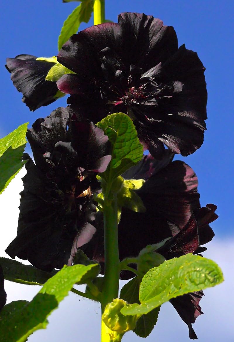 Graffiti GRDN Seeds Black Hollyhock pollinator-attracts bees and butterflies to sunny borders.