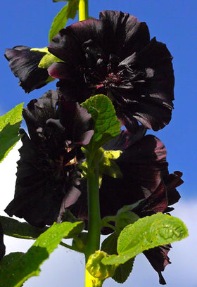 Graffiti GRDN Seeds Black Hollyhock pollinator-attracts bees and butterflies to sunny borders.