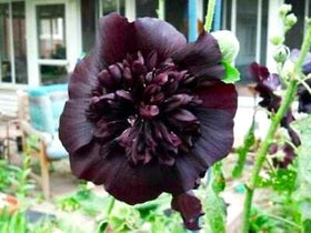 Graffiti GRDN Seeds Black Hollyhock sunlit-border accent that draws attention and wildlife.