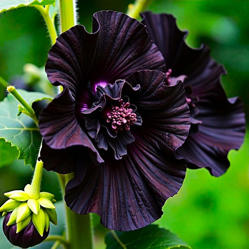 Graffiti GRDN Seeds Black Hollyhock tall flower for dramatic back-border appeal and height.