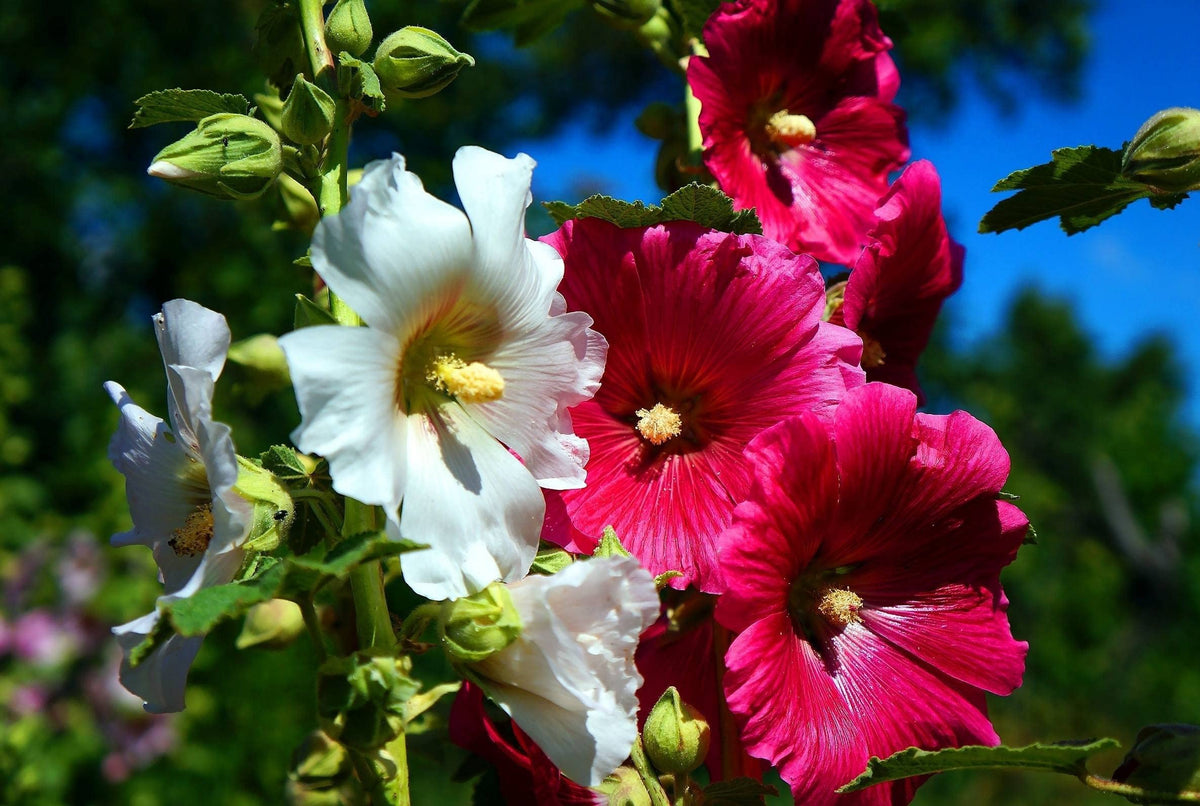 Graffiti GRDN mixed hollyhocks add multicolor height to garden borders.
