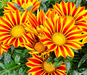 Graffiti GRDN Gazania bloom from late spring to fall