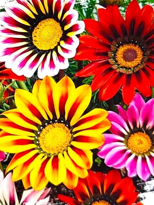 Graffiti GRDN Gazania border display in bright garden border