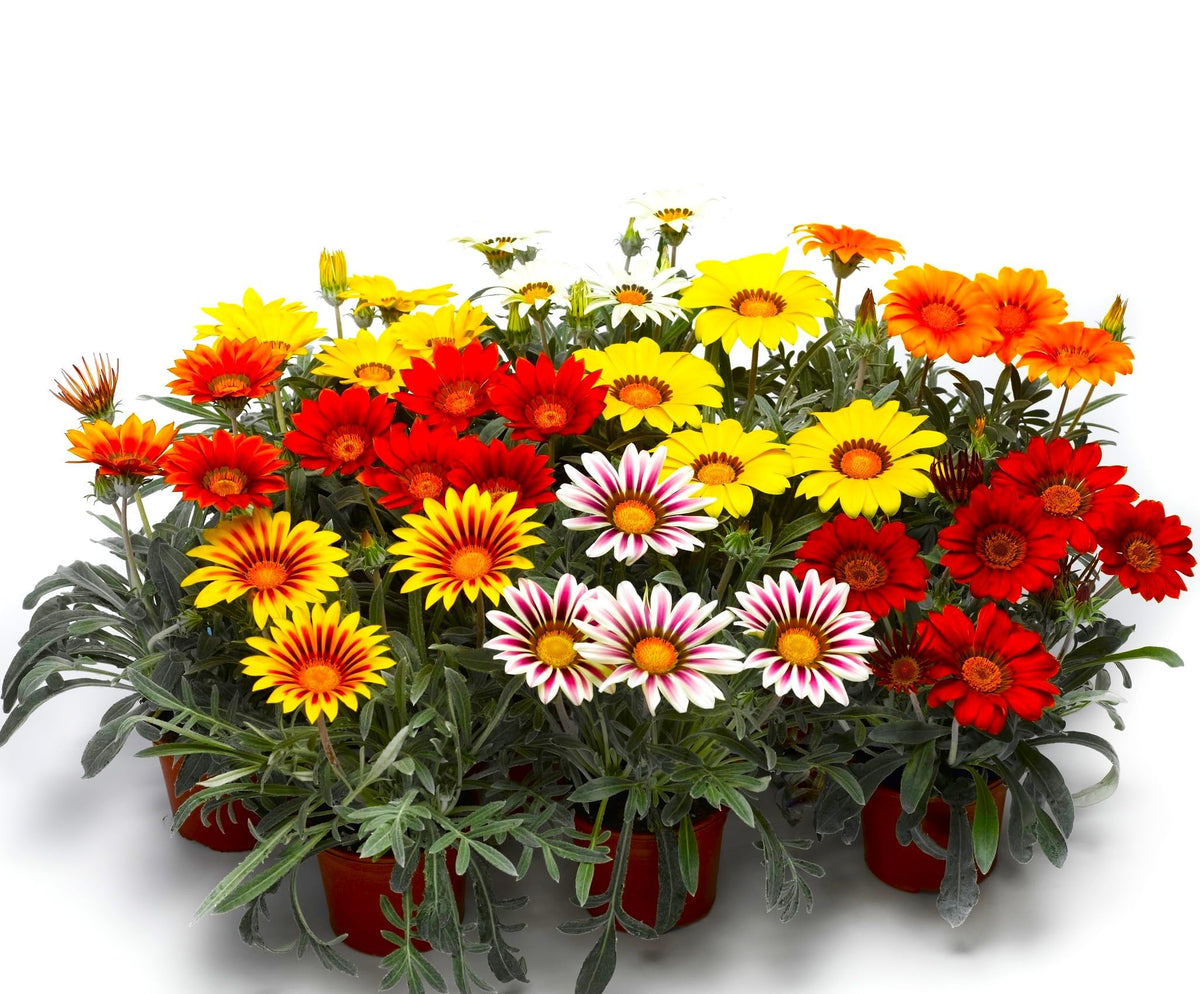 Graffiti GRDN Gazania coastal garden edge with sun-loving flowers