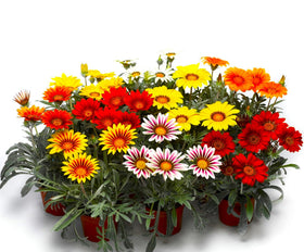 Graffiti GRDN Gazania coastal garden edge with sun-loving flowers