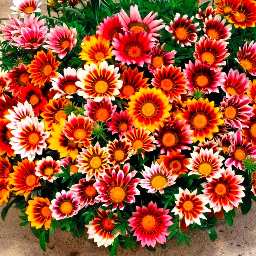 Graffiti GRDN Gazania in a container with vibrant, heat-tolerant color