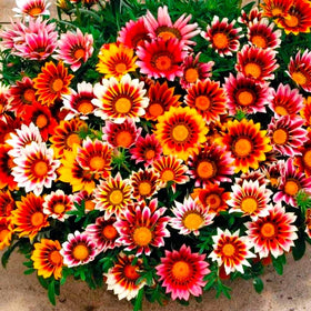 Graffiti GRDN Gazania in a container with vibrant, heat-tolerant color