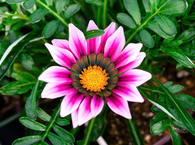 Graffiti GRDN Gazania drought-tolerant bloom thriving after established roots