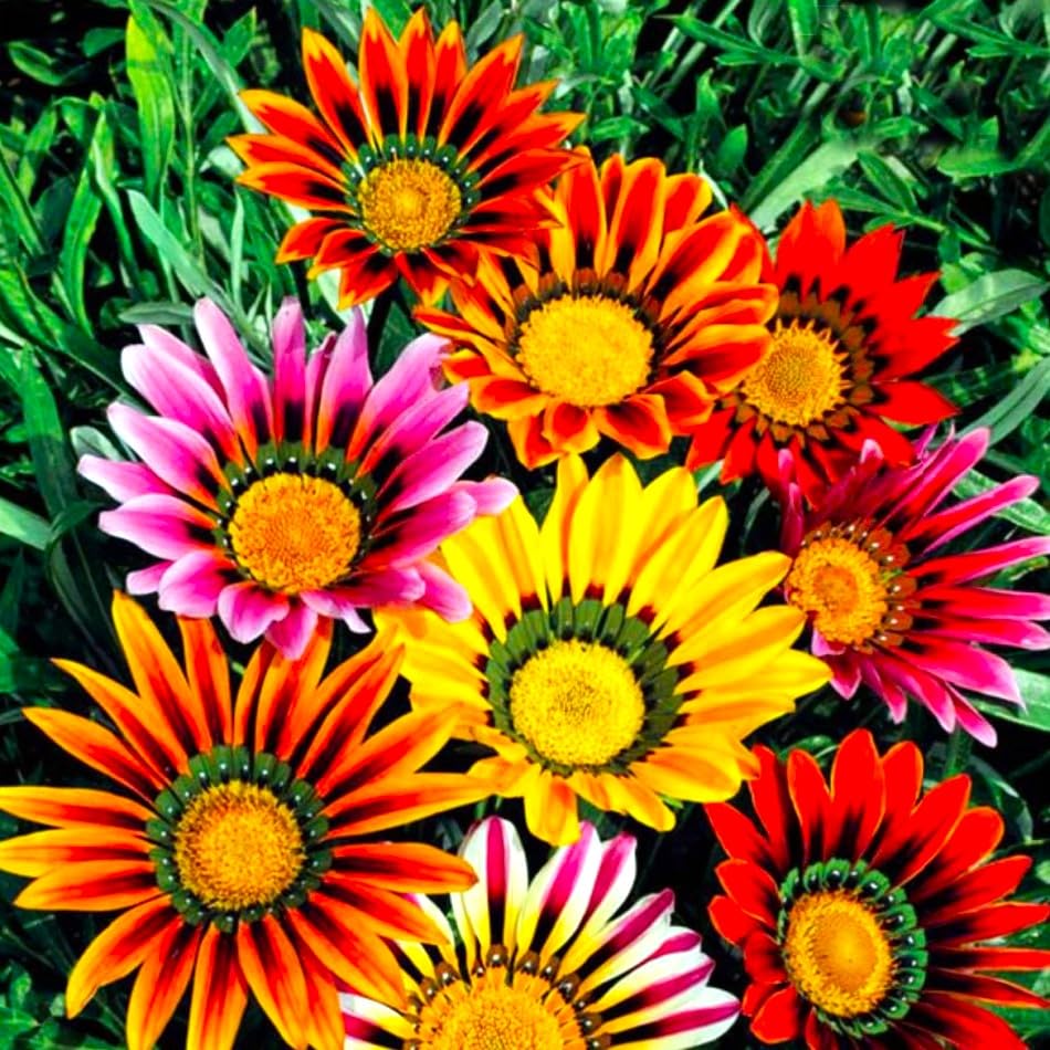 Graffiti GRDN Showy Gazania Flower Mix close-up petals in sunny bloom