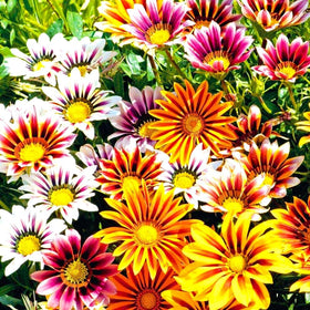 Graffiti GRDN Gazania attracts pollinators with bright nectar-rich blooms