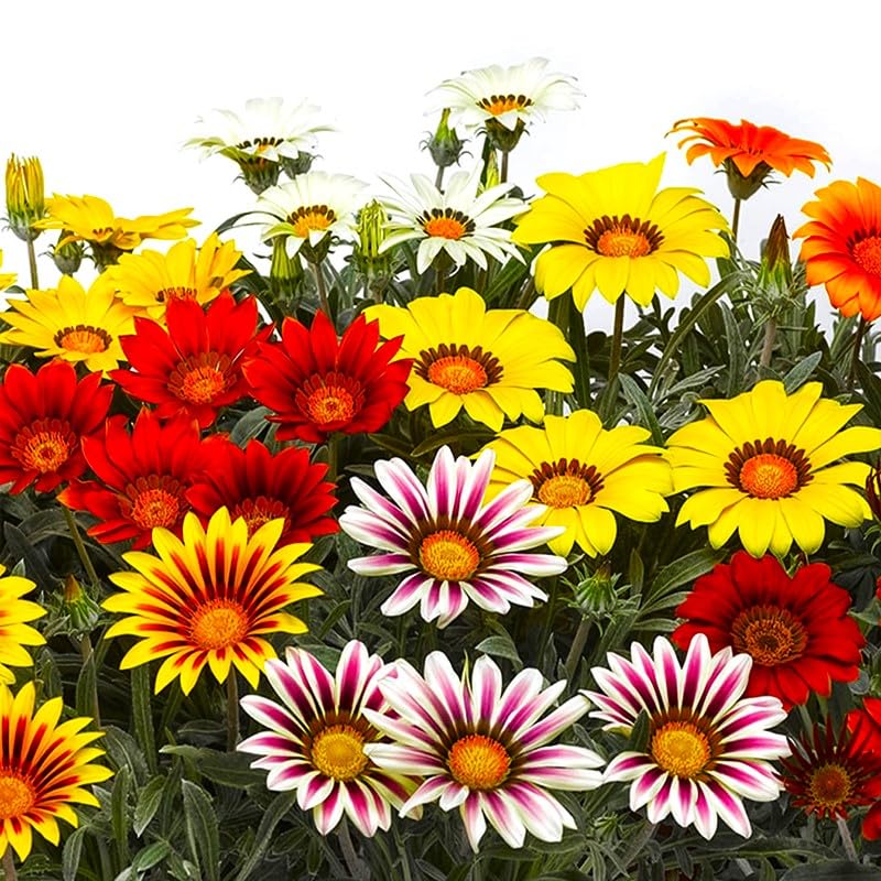 Graffiti GRDN Gazania rock garden planting with color and resilience
