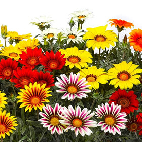 Graffiti GRDN Gazania rock garden planting with color and resilience