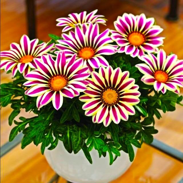 Graffiti GRDN Gazania sun-drenched flowers brighten hot days