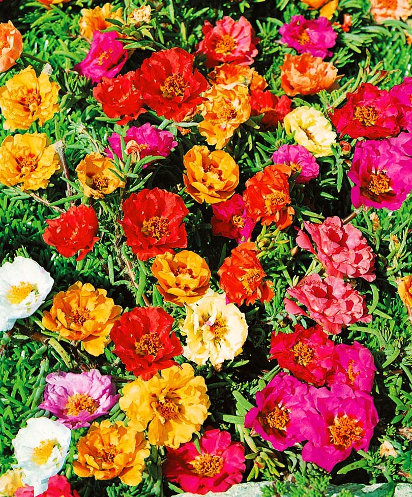 Graffiti GRDN sunny garden setup — easy-care annuals ideal for bright outdoor spaces.