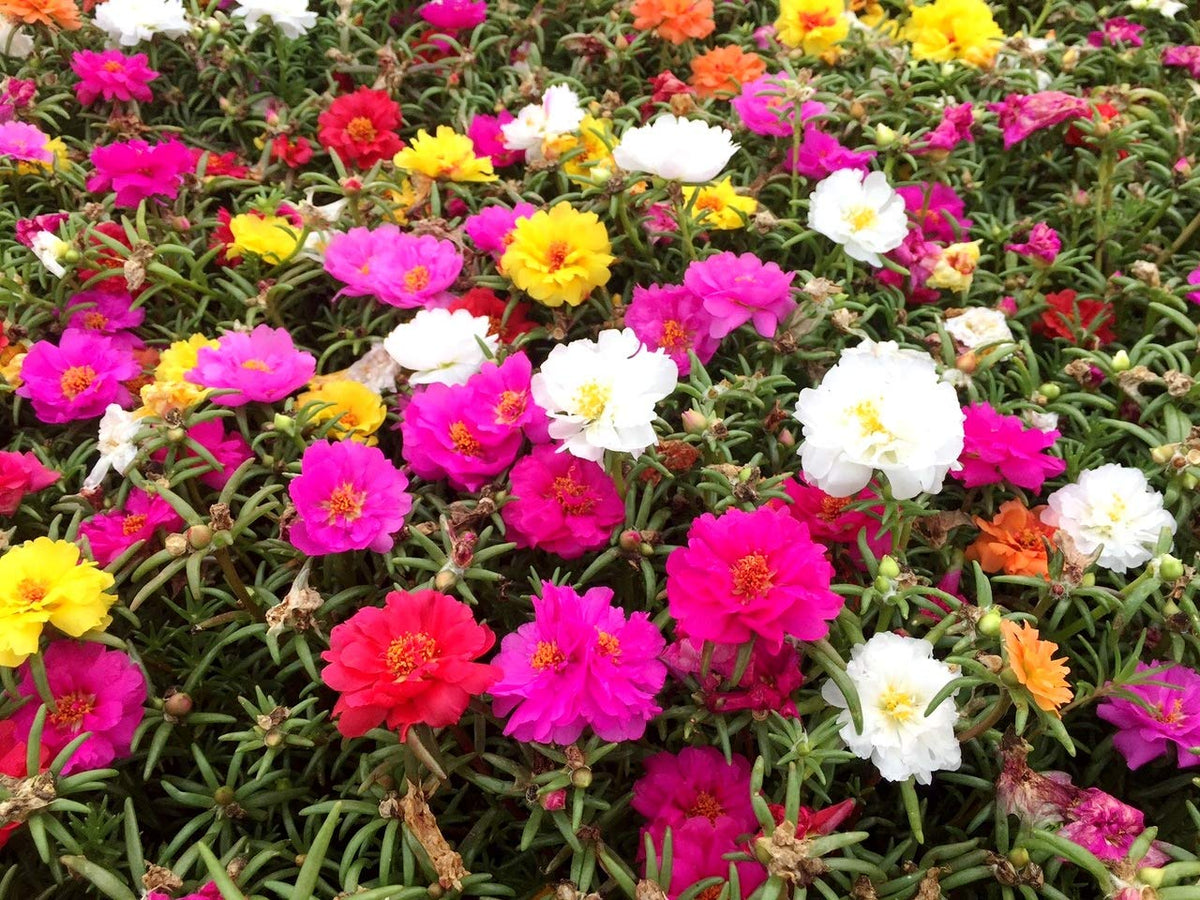 Graffiti GRDN warm climate flower bed — thrives in sunny, warm soils.