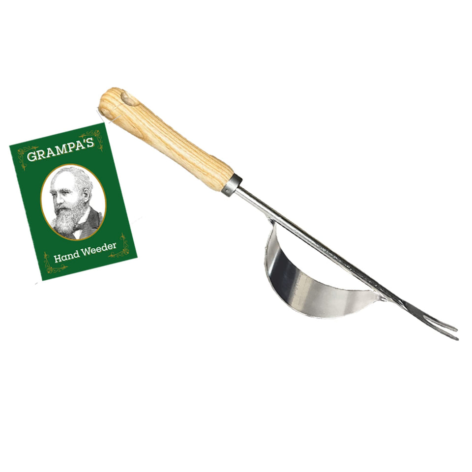 Grampa's Weeder tool with wood handle during easy weed removal.